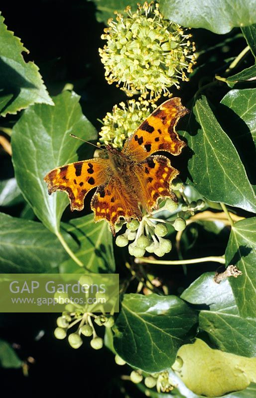 Papillon virgule sur Hedera - Fleur de lierre