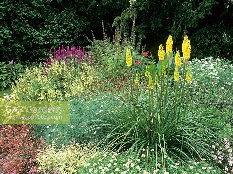 Parterre de fin d'été avec Kniphofia, Knautia macedonia, Salvia glutinosa et Diascia