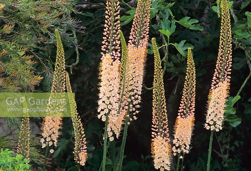 Eremurus x isabellinus - Floraison hybride Ruiter en juin