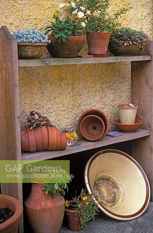 Affichage décoratif de pots en terre cuite, certains avec des alpins sur une étagère en bois
