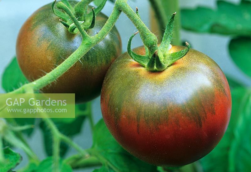 Lycopersicon esculentum - Tomate 'Black Russian' en septembre