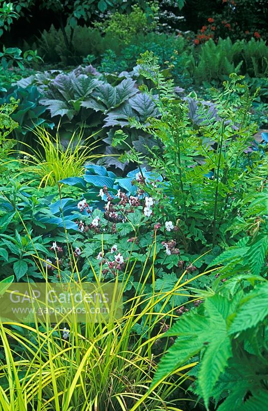 Parterre d'été vert avec Rodgersia podophylla, Carex elata Bowles, Osmunda regalis, Hosta Halcyon et Geranium macrorrhizum Album en juin