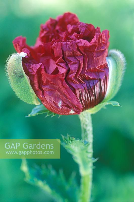 Papaver 'Medallion' - Ouverture du coquelicot - partie de la séquence (Super Poppy Series)