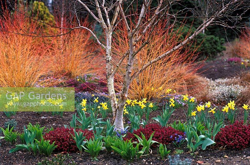 Le jardin d'hiver à Bressingham Gardens, Norfolk. Betula apoiensis Mount Apoi avec Erica x darleyensis Kramer's Rote, bulbes de printemps et Cornus sanguinea Midwinter Fire à la fin de l'hiver.