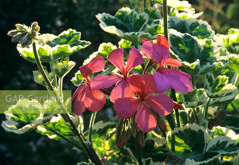 Pelargonium 'Frank Headley' fleurissant en juillet