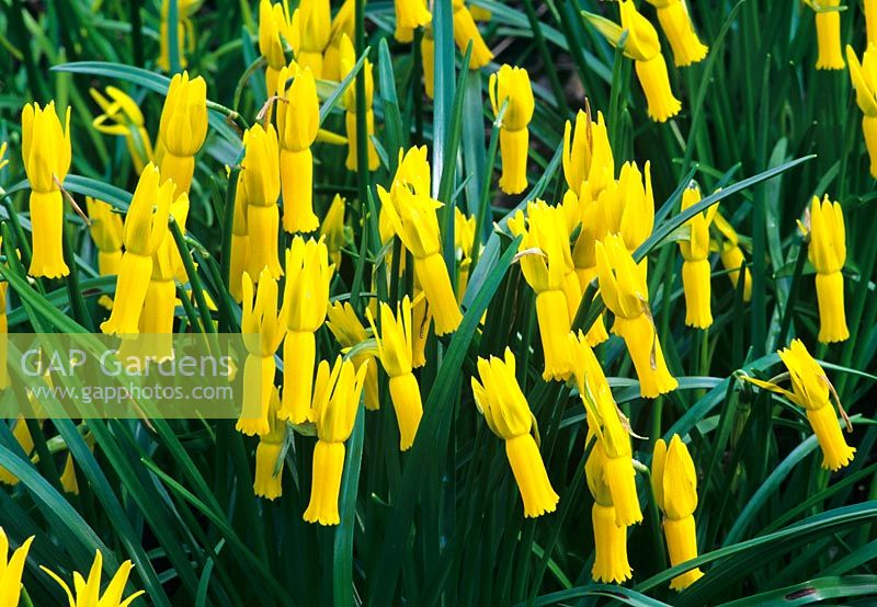 Floraison de Narcissus cyclamineus en mars