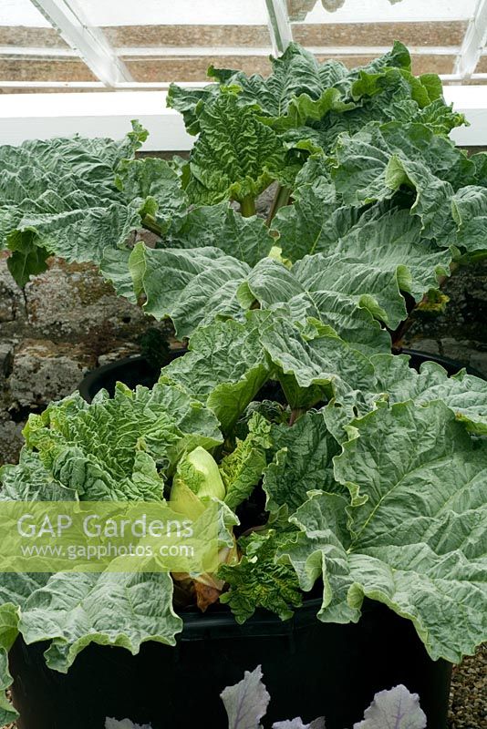 Rheum rhaponticum 'Caywood Delight' - rhubarbe. Pot cultivé en chambre froide et prêt à être mis en terre