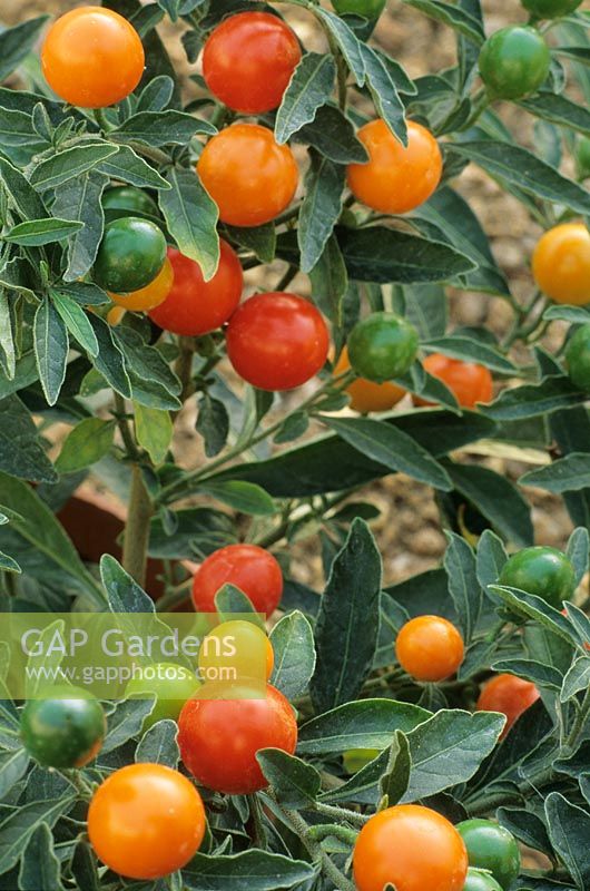 Solanum capsicastrum - Cerise d'hiver