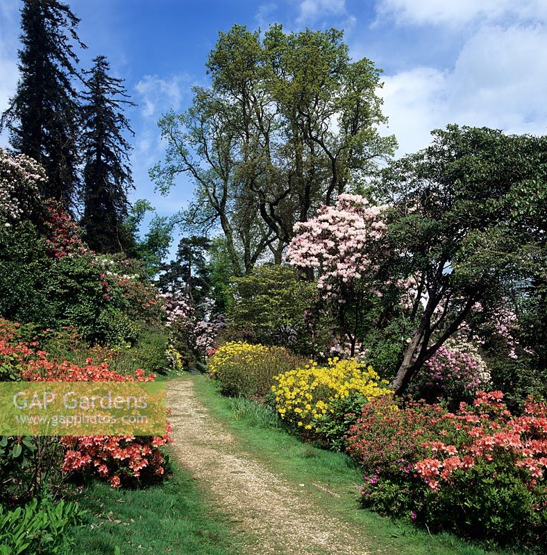 Chemin à travers le jardin boisé de printemps avec Rhododendron à Leonardslee Gardens