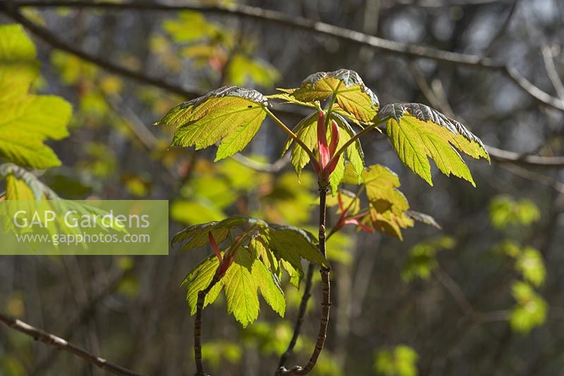 Acer pseudoplatanus - Sycomore avec de nouvelles feuilles fraîches dans les bois du printemps