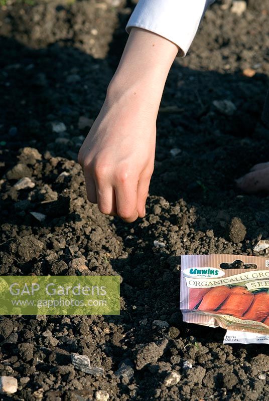 Garçon plantant des graines de carotte directement dans le sol dans un potager biologique. Graines biologiques, Variété - Autumn King 2
