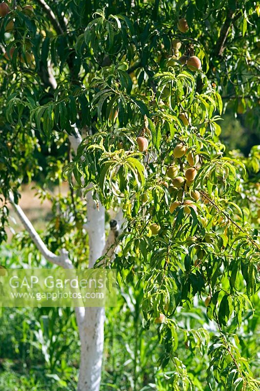 Prunus - Abricotier en Turquie