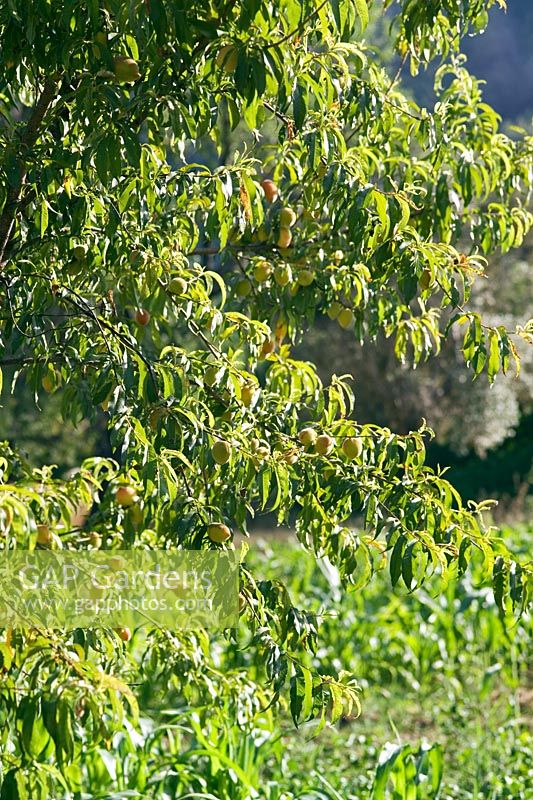 Prunus - Abricotier en Turquie