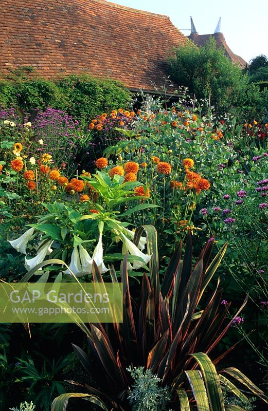 Parterre de fleurs d'été exotique avec Phormium 'Sundowner', Brugmansia suaviolens, Dahlia 'Chiltern Amber', Eucalyptus gunnii et Vebena bonariensis à Great Dixter, Sussex