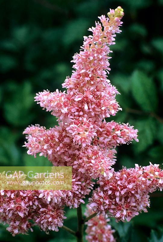 Astilbe x arendsii 'Zuster Theresa'