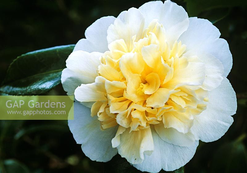 Camellia x williamsii 'Jurys Yellow' fleurit au printemps