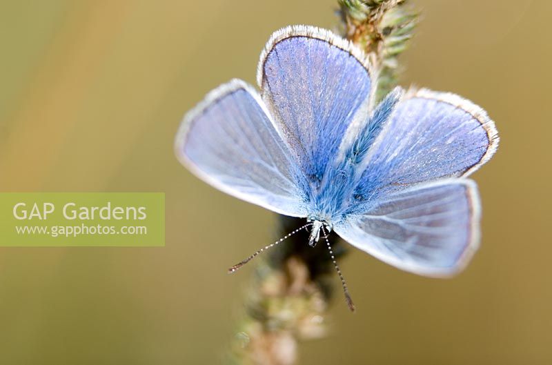 Papillon bleu commun se desséchant sur la tige de l'herbe
