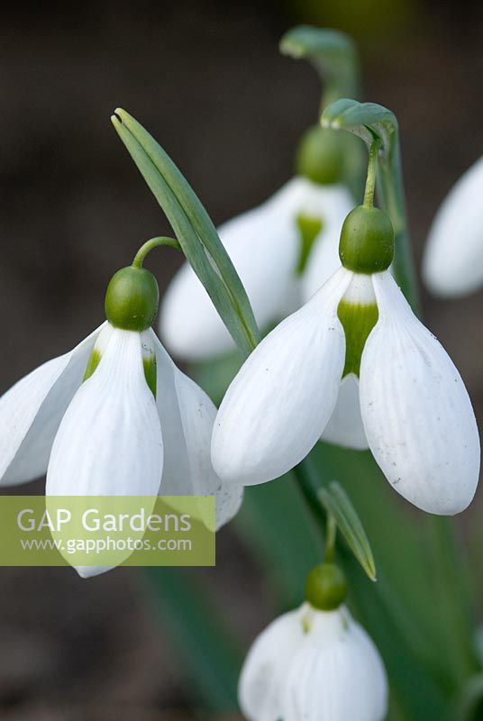 Galanthus 'Melanie Broughton', perce-neige Richard Ayres 'Garden, Lode, Cambridgeshire mars
