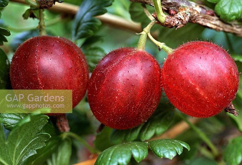 Ribes grossularia - Groseille à maquereau