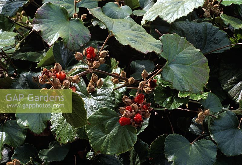 Rubus iranaeus
