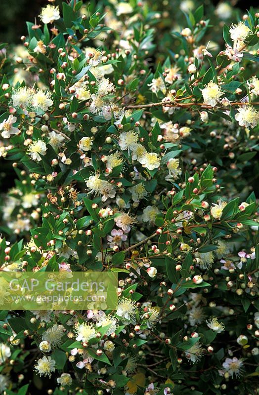 Myrtus communis fleurit en août