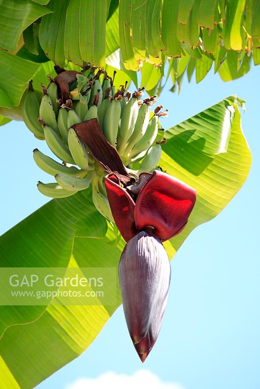 Plante Musa avec des bananes et des fleurs