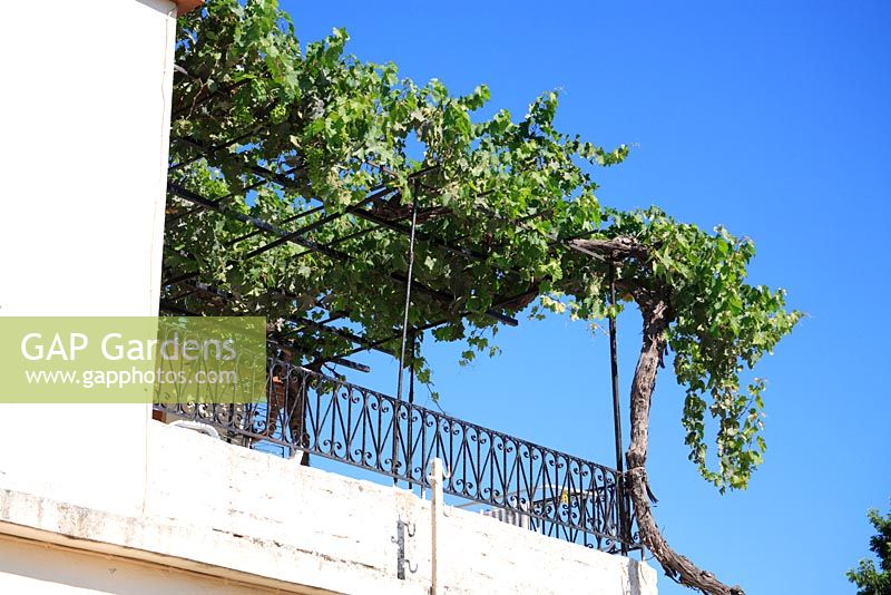 Verrière sur balcon de Vitis - Vigne en Grèce