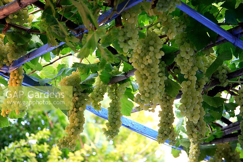 Canopée verte avec Vitis - Vigne de raisin avec des grappes de raisin