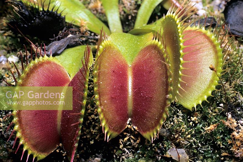 Dionaea muscipula. Piège à mouches Vénus