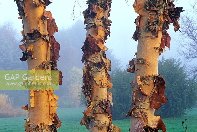 Betula nigra Cully syn Heritage. Portrait de trois troncs avec écorce qui s'écaille dans la brume.