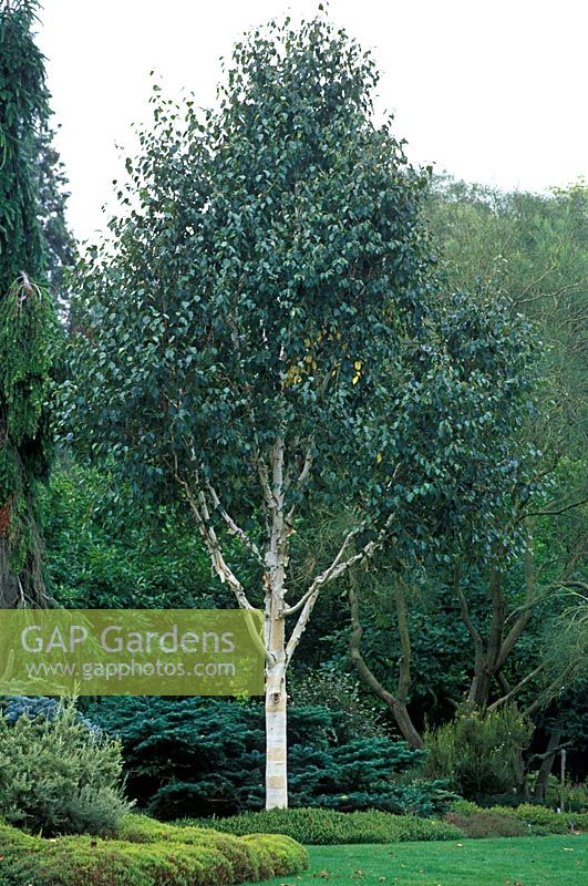 Betula utilis var. 'Jacquemontii Grayswood Ghost '. Portrait d'un arbre dans un parterre de fleurs aux jardins Sir Harold Hillier, Hants.