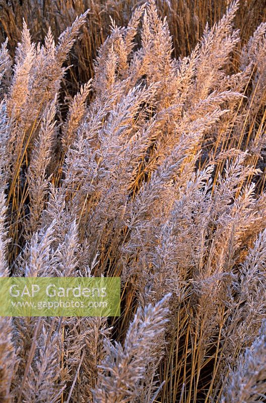 Calamagrostis brachytrica. Gros plan des panicules de fleurs.