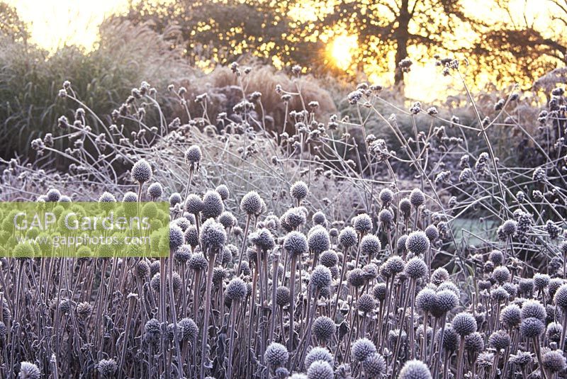 Parterre d'hiver avec Echinacea purpurea givré 'Kims Knee High' et Verbena bonariensis en hiver, le jardin d'été, Bressingham, Norfolk