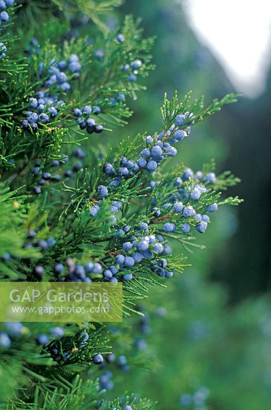 Juniperus virginiana 'Greenspire' aux baies bleues - Juniper
