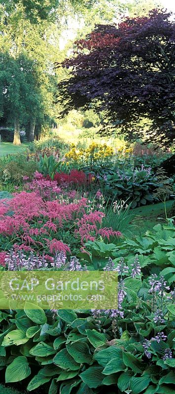 Vue sur le jardin Dell, Bressingham, Norfolk - Parterre de fleurs de l'île pérenne ombragée avec Hosta, Astilbe, Ligularia et Acer palmatum atropurpureum