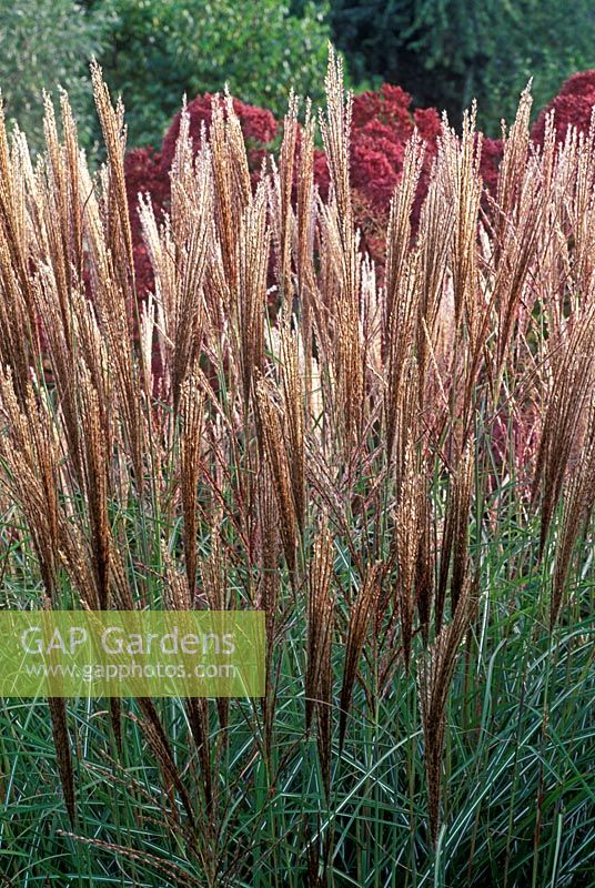 Miscanthus sinensis 'Graziella '. Gros plan de l'herbe avec des fleurs brun doré dans le parterre de fleurs.