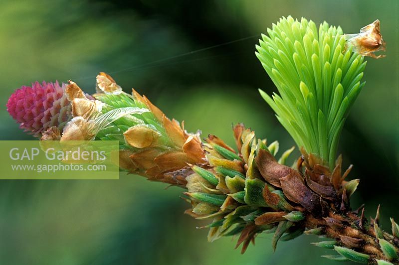 Picea abies 'Acrocona '. Gros plan sur la formation de nouveaux cônes et la germination de nouvelles aiguilles.