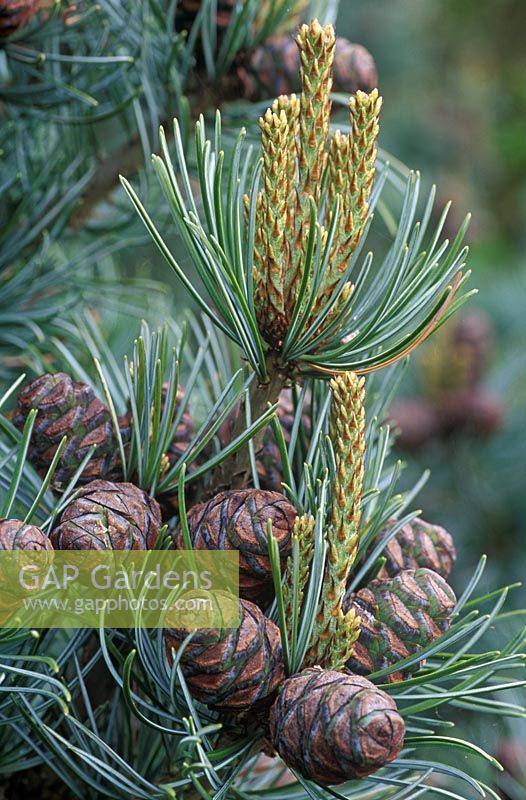Pinus parviflora 'Negishi' - Gros plan des cônes et nouvelle croissance