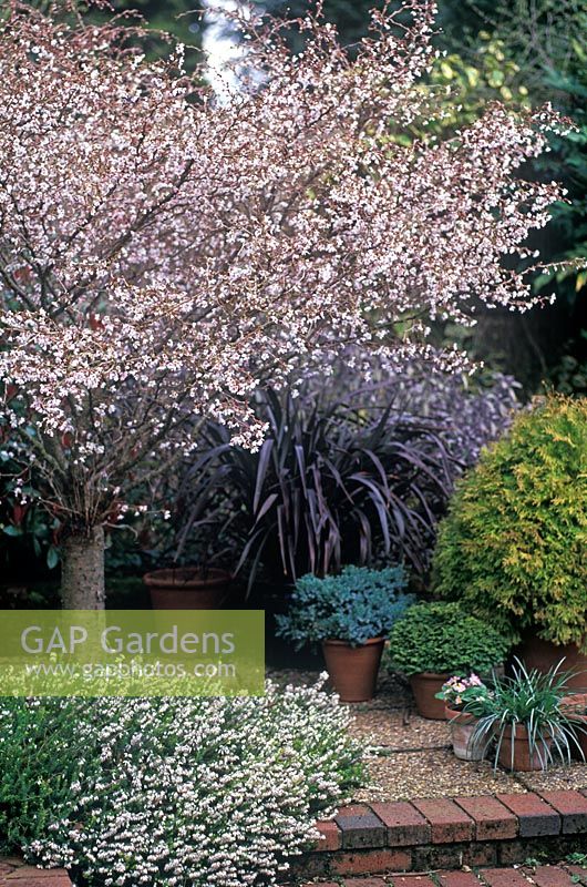 Prunus incisa 'Kojo No Mai' - en fleurs dans un parterre de fleurs avec Erica carnea 'Springwood White' en dessous au Foggy Bottom Garden, Bressingham