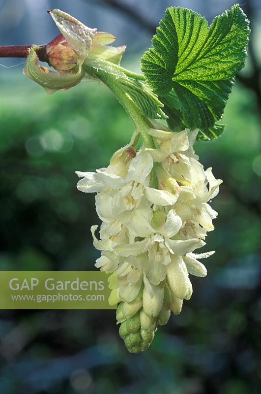 Ribes sanguineum 'White Icicle' - Groseille fleurie