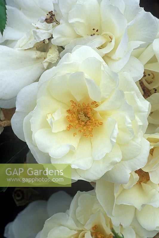 Rosa 'Tapis de fleurs blanches'