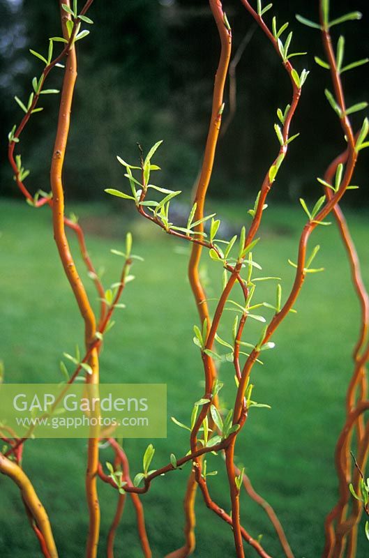 Salix erythroflexuosa - Saule avec de nouvelles feuilles sur des tiges torsadées