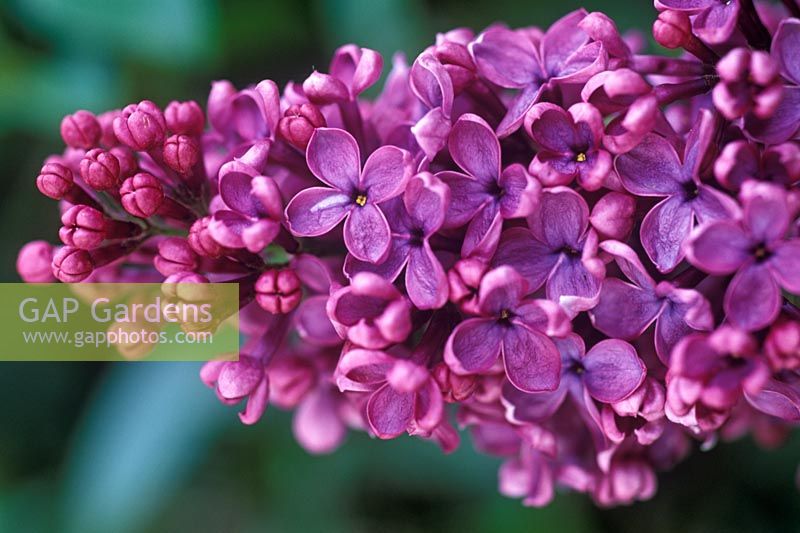 Syringa x hyacinthiflora 'Esther Staley' - Floraison lilas en mai