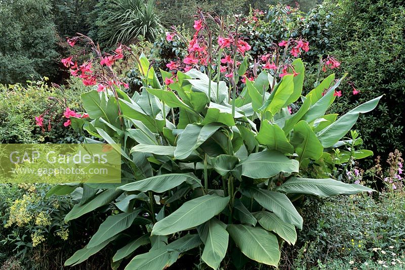 Canna iridiflora en parterre de fleurs