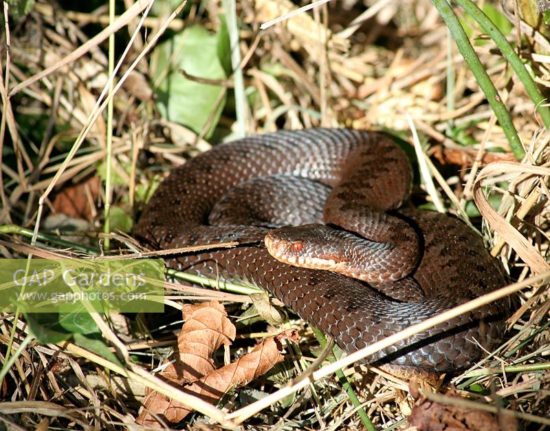 Viper se faire bronzer à côté d'un tas de compost.