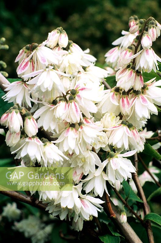 Deutzia scabra 'Fierté de Rochester'