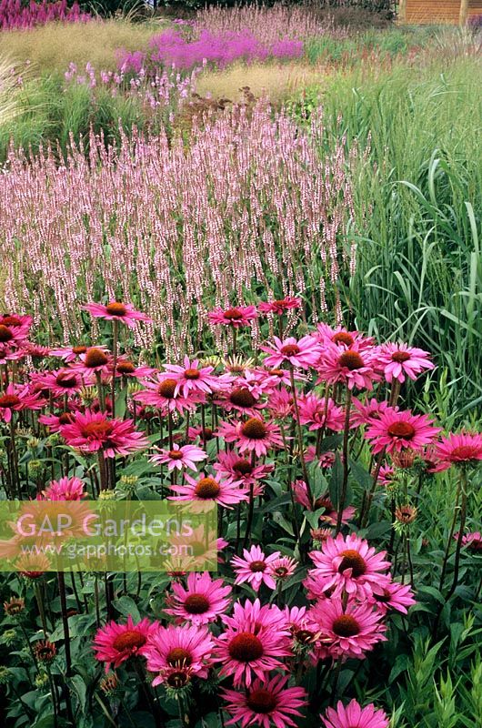 Pensthorpe Millenium Garden, Norfolk. Échinacée 'Rubinstern' et Persicaria 'Roseum'