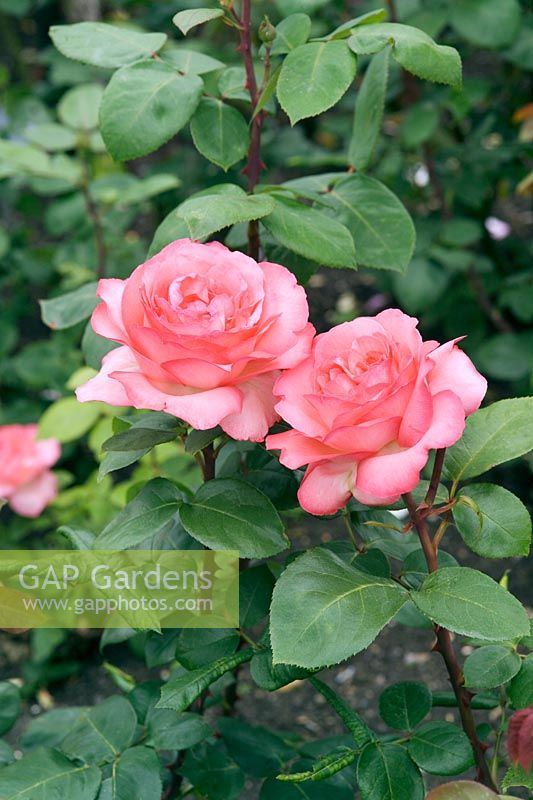 Rosa 'Panthère rose'