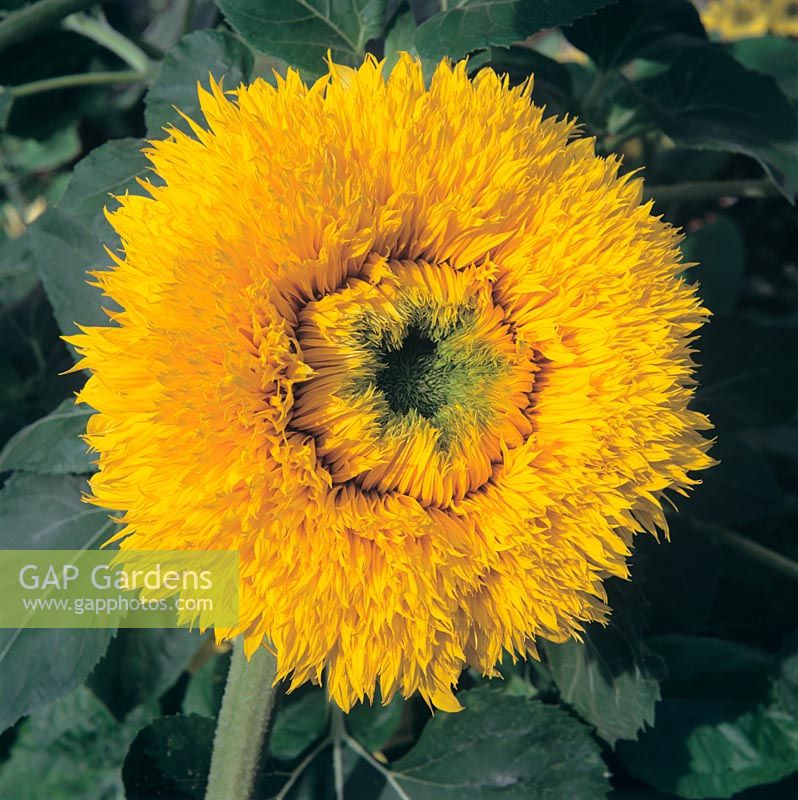 Helianthus titanic - Tournesol