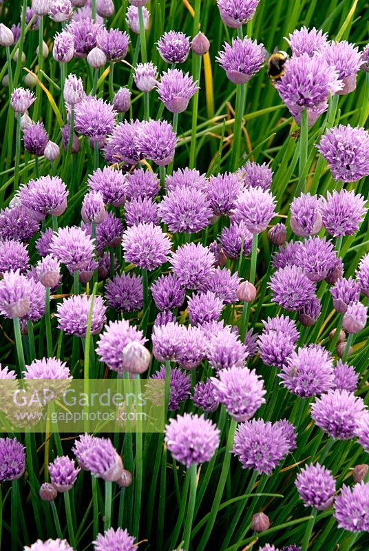 Allium Schoenoprasum - ciboulette, poussant dans le jardin d'herbes françaises.